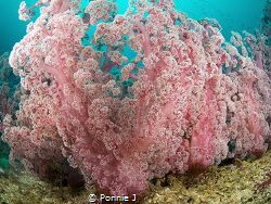 Soft Coral Field by Ponnie J 